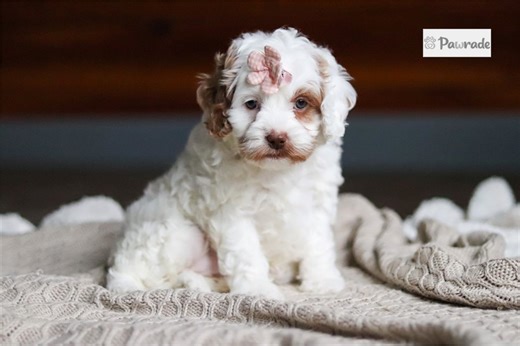 Fauna - Cockapoo Puppy CA74C1