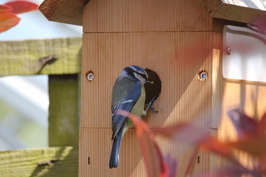 Nidification de la mésange bleue, les différents étapes, mois par mois