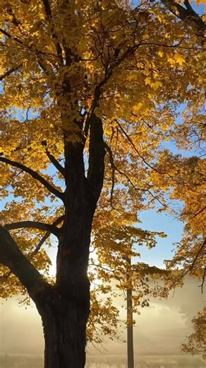 249 reactions · 15 shares | Is Walpack on your fall bucket list? Get out and explore the Delaware Water Gap National Recreation Area and take in the colorful scenery from our dining room. You only have to find us once . www.walpackinn.com/reservations #thewalpackinn #wanderwhereitswild #delawarewatergap | The Walpack Inn | Facebook