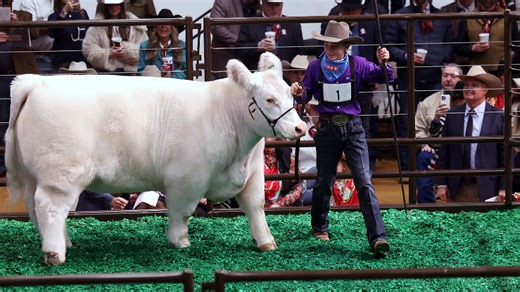 White Castle, the junior grand champion steer, fetches record-breaking price at auction