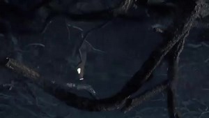 74 reactions | 300 miles of fungi… Dr. Suzanne Simard discusses the miracles beneath your feet.  | Fantastic Fungi | Facebook