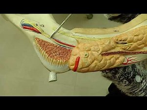 Practical Anatomy - GIT Module - Giant Mandible