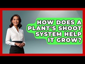How Does A Plant's Shoot System Help It Grow? - The Everyday Why