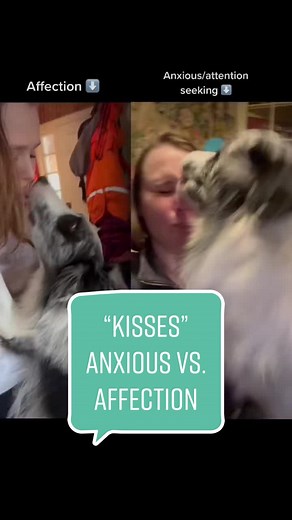 Decoding Dog Kisses: Understanding Canine Body Language