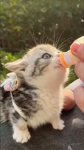 🐾🐈 HEWAN TERNAK LUCU, Suara Binatang, Hewan Lucu #animalsounds #wildlifeentertainment #cat