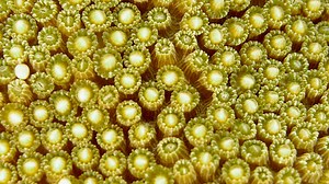 Corals, the building blocks of coral reefs, are incredible organisms. They can reproduce in two ways: sexually and asexually. Scientists have long used asexual reproduction—breaking off fragments of existing colonies and replanting them—to restore reefs suffering from hurricanes and other threats. But California Academy of Sciences scientist Raphael Ritson-Williams calls that approach “fundamentally flawed.” Instead, he’s working with an international group of scientists from Secore Internationa