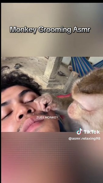 #foryoupage #foryou #asmr #monkey #grooming