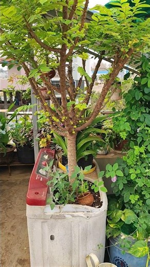 Will the amla crop grow in the washing machine? #garden #pleasesubscribe 🙏#washing misson lo plant