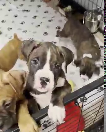 Puppy time!! The Liberty Litter!! (All adopted) | For the Love of a Boxer Rescue & Sanctuary - Michigan