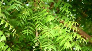 Neem Tree Azadirachta Indica Branches Leavesneem Stock Footage Video (100% Royalty-free) 1089553971 | Shutterstock