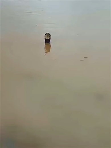 كارثة غير متوقعة في الصين 🇨🇳 أفاعي تغزو المناطق بعد الفيضانات! 🐍😱 | China Heavy Rain