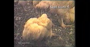 File:Leg-Disorders-in-Broiler-Chickens-Prevalence-Risk-Factors-and-Prevention-pone.0001545.s006.ogv - Wikimedia Commons