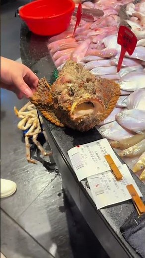 The Most Venomous Fish in the Ocean 😱 | Stonefish Close-Up