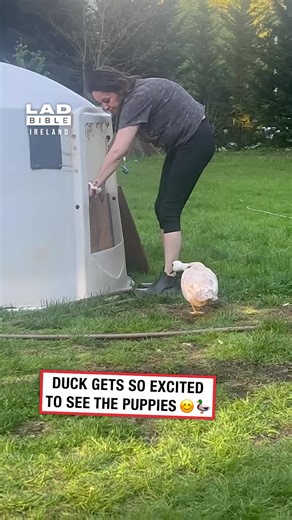 Excited Duck Greets Adorable Puppies