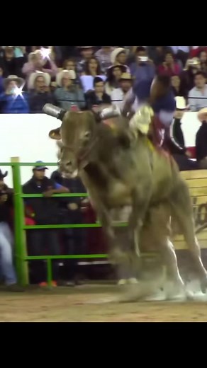 Exciting Jaripeo Highlights: Gansito vs Patron