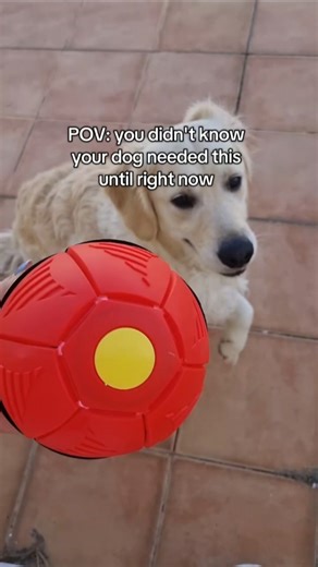 This magic frisbee ball is the new favorite at playtime 🐶✨