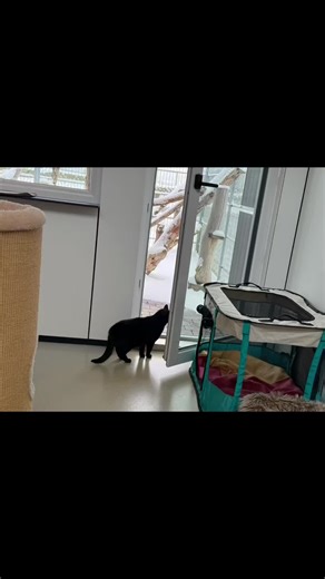 Arche KaNaum-Stiftung f. Ts on Instagram: "Unsere neue Mitbewohnerin der Leukose Katzengruppe, Millow, lebt sich nach einer Woche nun langsam und stetig ein 🥰❤️ Sie ist noch sehr schüchtern und uns gegenüber zurückhaltend, aber sie verfolgt alles sehr aufmerksam und neugierig. Es entging ihr somit auch nicht, dass Nala sehr viel Spaß im frischen Schnee hatte. Das wollte sie sich dann natürlich auch nicht entgehen lassen und traute sich dann doch recht schnell mal im Gehege zu gucken. Damit unse