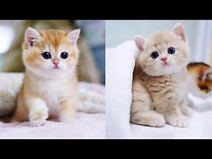 Baby Cats - Cute and Funny Cat Videos Compilation #57 | Aww Animals