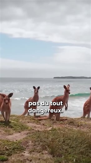 8.4K views · 191 reactions | Les animaux les plus toxiques se trouvent en Australie ? | Doc Seven | Facebook