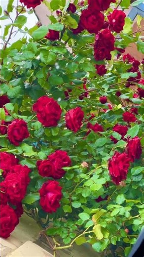 The Beauty of a Red Rose 🌹