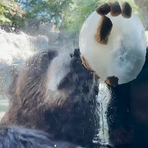 3.6K views · 127 reactions | We’re kicking off #WorldBearDay with...