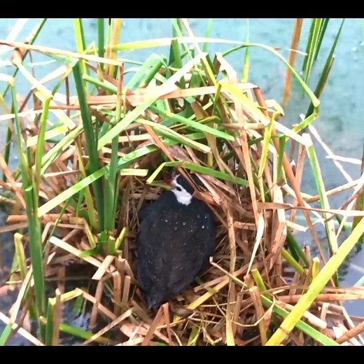 42K views · 535 reactions | It's Raining Until All Bird Eggs Floating in Water! (2) – Mother Tries Her Best to Fix the Nest. we transfered the eggs on upper place. #birds #bird #nature #birdsofinstagram #wildlife #birdphotography #naturephotography #wildlifephotography #photography #birdwatching #birdlovers #birding #animals #naturelovers #best #of #love #birdstagram #ig #parrots #photooftheday #captures #art #canon #aves #nikon #perfection #parrot #animal #birdlife | Bird world | Facebook