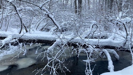 Are trees really exploding in the severe cold? Sort of