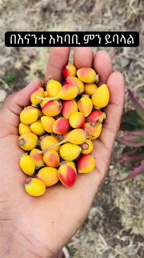 fikadu (@fikadu12193)’s videos with original sound - Lij Tofik 🦅