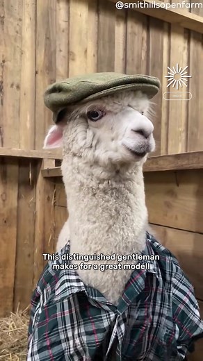The most handsome alpaca on earth 🦙👔👞 | Animal Stories