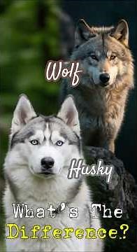 Husky Vs Wolf | Canidae Cousins #wildlife #animals #different #animalmaze #wolf #husky #difference