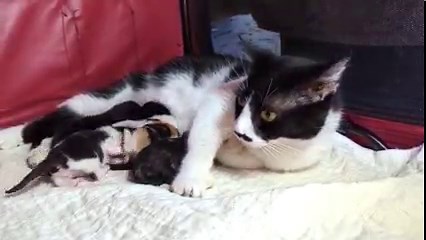 789K views · 10K reactions | Life at the milk bar. ❤ | Love & Hisses | Facebook