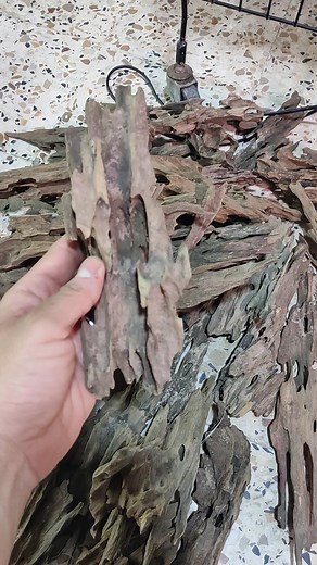 #aquariumfish #animalerie #algérie #aquascaping #cat_n_fish #aquarium #dragonwood | ATA Aquascape & tools Algérie