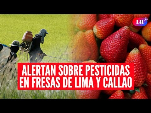 Fresas de Lima y Callao superan límites permitidos de pesticidas | #LR