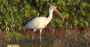 White Ibis Sounds, All About Birds, Cornell Lab of Ornithology