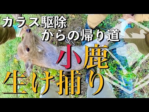 【鹿罠猟】小鹿生け捕り 新しい方法を試す