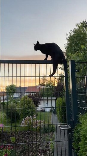 Black cat climbs for Gini 🕊️ #cat