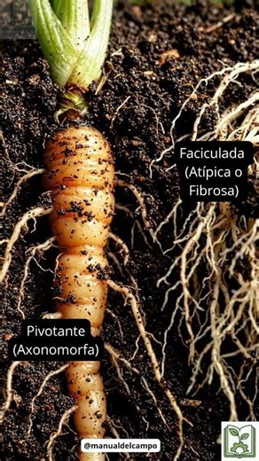 Tipos de raices