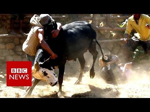 Bull wrestling for love in Madagascar - BBC News