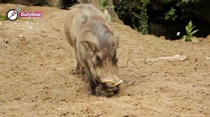 Man Hunts Ordinary Feral Pig – What He Found Inside Shocked Him