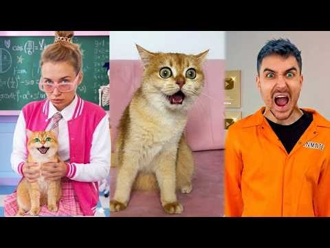 Most Beautiful Cats VIRAL MOMENTS Compilation 😻😂