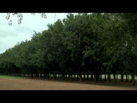 Advantages of Windbreaks