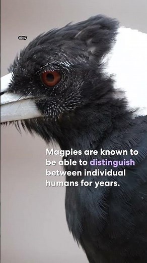 Moment doorbell camera captures one of ‘worst’ magpie attacks in Australia | #yahoonewsau