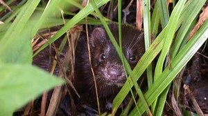 Watch time lapse video as dappled sky lights up the Everglades