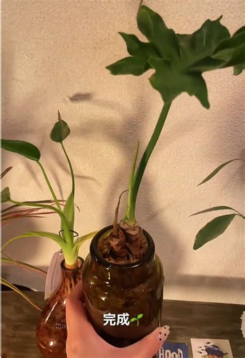 根上がりセロームを 水苔×花瓶で植え替え🌿 根の感じ、たまらなくないですか？ 置き場所を変えて、 仕立て方を変えて、 また新しい姿に出会えるのが楽しいッ☆ 水苔は通気性がよくて、 根の様子が分かりやすいのも好きなところ。 成長を見守りながら、 その子に合う環境を探していけたらいいなと思ってます💭 苔玉だけじゃなくて、 水苔を使っていろんなことに挑戦していきたいなと考えてます！ #moss #植物のある暮らし #花瓶 #fyp