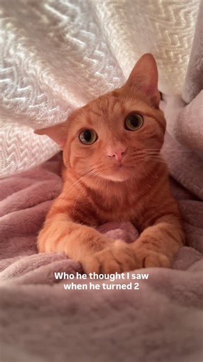 Leo & Pluto on Instagram: "All I see is the little scared kitten I brought home in a box 😭 I can’t believe it’s been 2 years since I came to adopt a baby girl & ended up fostering an entire litter of kittens 🥲 Pluto wasn’t part of the plan but somehow he ended up being the best decision I’ve ever made 🥹 Was your fur baby planned, or how did you end up adopting your cat? 🫶 . . . #kitten #cat #catmom #catlovers #catparents #fyp #orangecat #adopted #foreverbaby #resc