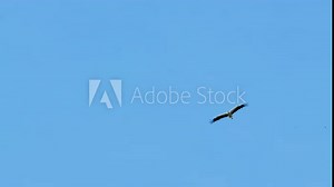 Stork flying solo in a bright blue sky, showcasing the bird's powerful wingspan and elegance in flight