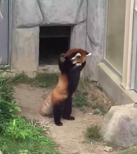 Red panda encounters stone