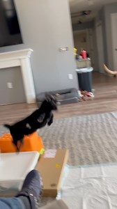Hippity Hops of Baby Goat, Winslow #nigeriandwarfgoats #babygoats #goats #pets #funnypets | Kids On Kerth