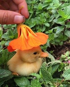 1.2M views · 21K reactions | A duckling in many flower hats to make your day better  Watch until the end to see how big she grows! | Mother the Mountain Farm | Facebook