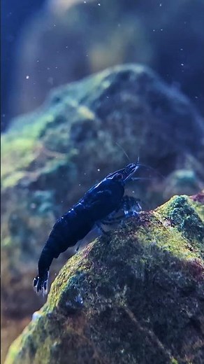 Is Reverse Osmosis Water ACTUALLY Needed To Breed Neocaridina Shrimp?